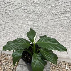 Peace Lily Plant With Bloom In 6” Pot