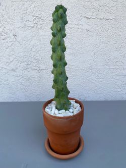 Myrtillocactus geometrizans