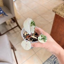Alocasia Yucatan Princess