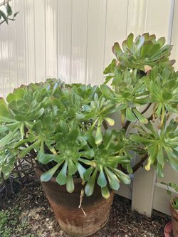 Big And Beautiful Plant For Sale ( Minimal Care Needed)