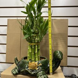 Bamboo Plant And Vase 
