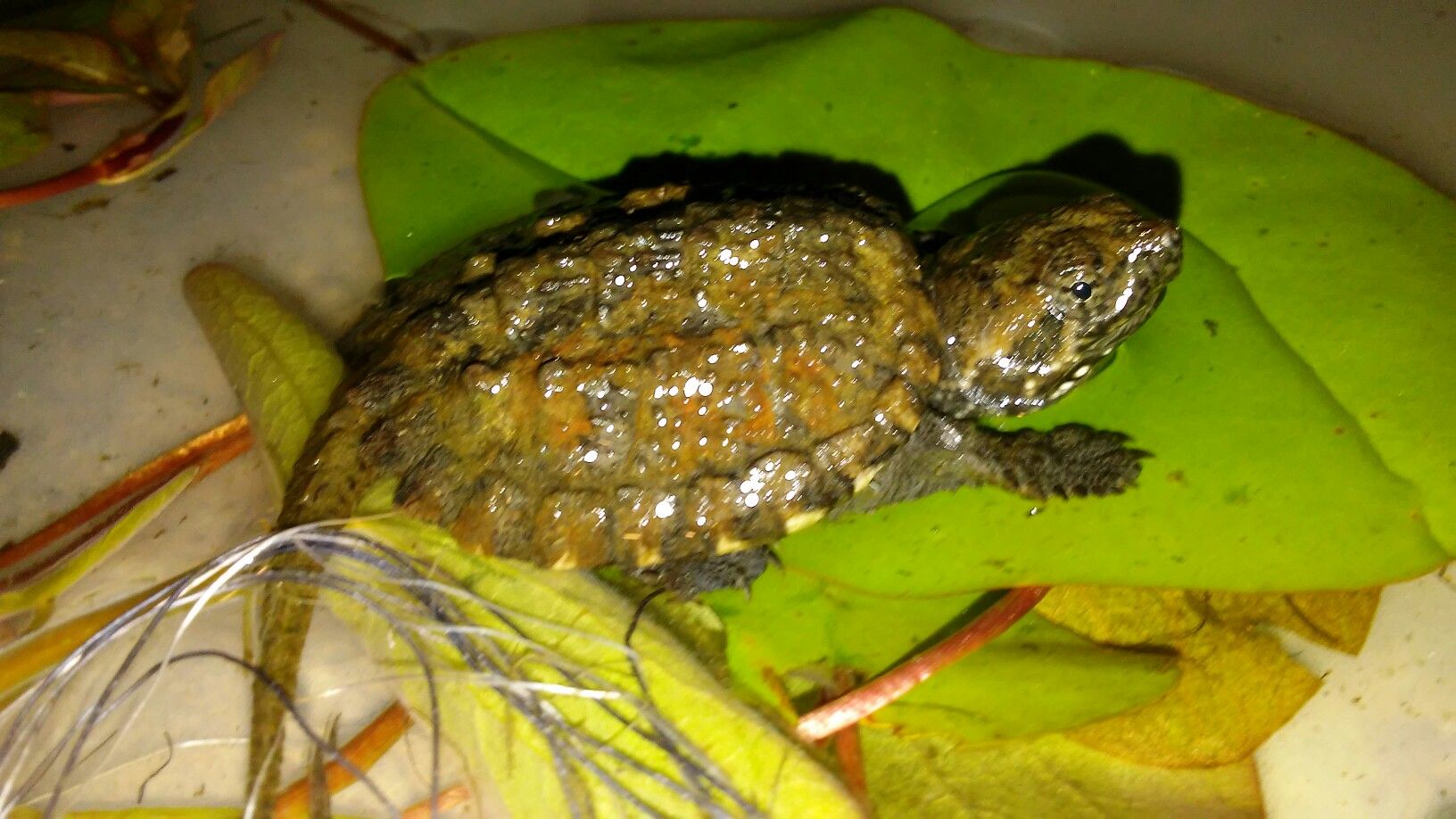 3 Baby Florida Snapping Turtles, 1 baby southern Painted turtle, and their 29 gallon aquarium setup with everything u need.