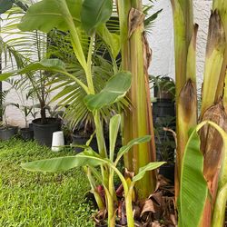 Ice cream Thai banana plant