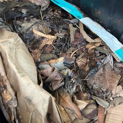 Established Red Worm Bin 27 Gallon Eisenia Fetida