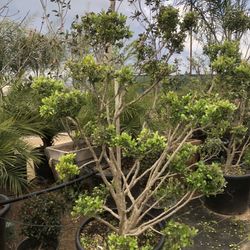 Boxwood Topiary Bonsai 