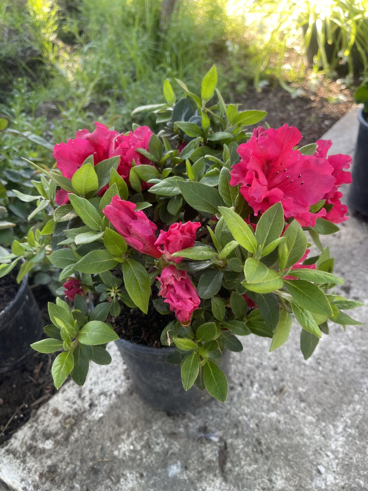 Azalea Red Bird Plant