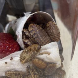 Reptiles Food