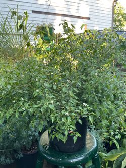 De dos galones chiles piquin $20.00 cada una