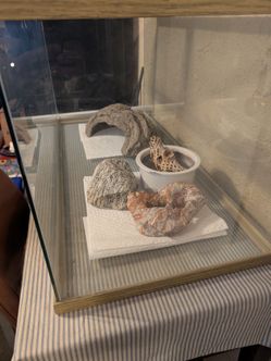 Reptile tank