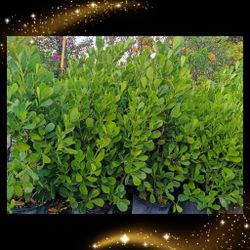 Clusia Privacy Hedge Plants 🌿 15gl $40