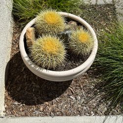 Barrel Cactus Plants 3