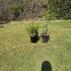 Plants