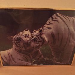 2——-WHITE TIGER PICTURES 