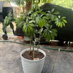 Potted Umbrella Tree Plant 