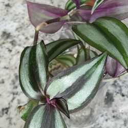3 Tradescantia Zebrina Starters 