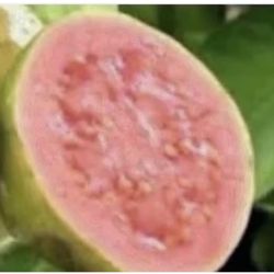 Pink Guava Trees 3Ft Tall $35 Each Price Firm