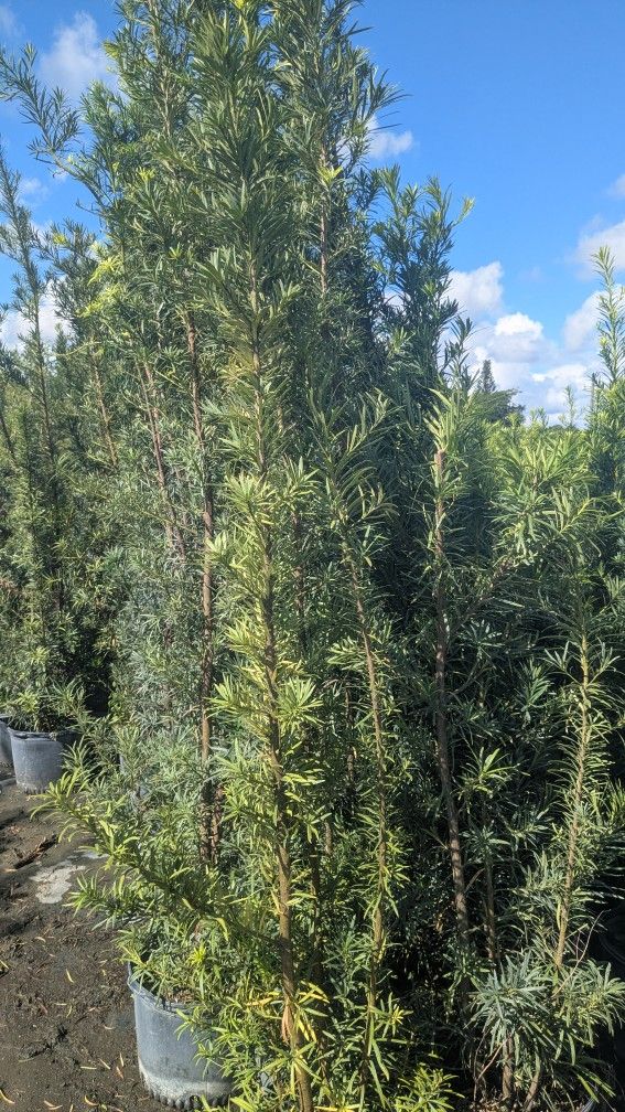 Podocarpus About 7 Feet Tall Instant Privacy Hedge For Fence