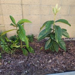 Free Loquat Seedlings.