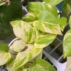 golden pothos pet safe Golden Pothos (Epipremnum aureum) – PanTerra Pets