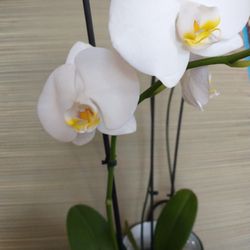 ORCHID ARRANGEMENTS. (SEASONAL)