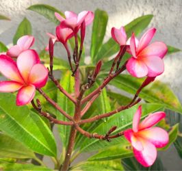 Pink Plumeria Tree in Pot