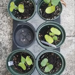 Cotton Seedling Plants,  Live 