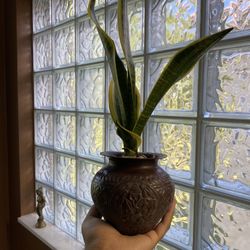 Brass Pot With Snake Plant