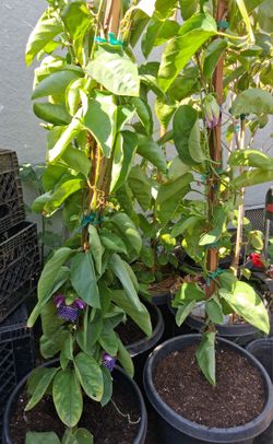 Sweet Yellow passion fruit