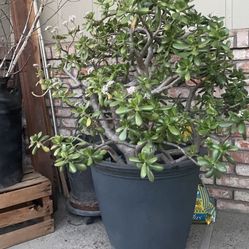 Big Jade Tree Plant Today Only 