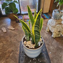 Sansevieria Snake Plants In 7in Ceramic Pot With Shells And Stones 
