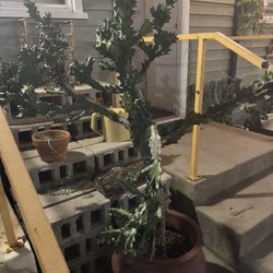 Mature Cactus With Pot $120 OBO
