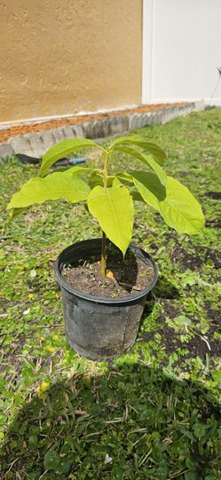 Avocado Tree