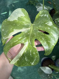 6-inch Thai Constellation Monstera
