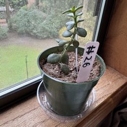Healthy Jade Plant