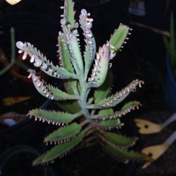 mother of thousands, alligator plant, or Mexican Hat