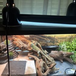 reptile tank NO DRAGON