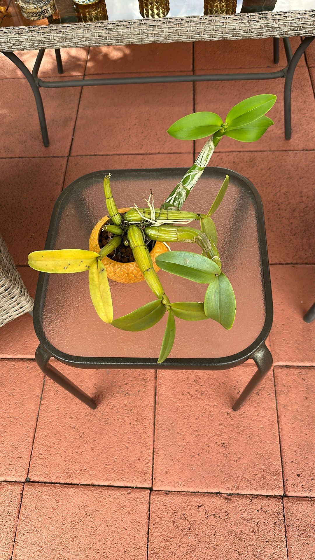 Chamburquuia Orchid 
