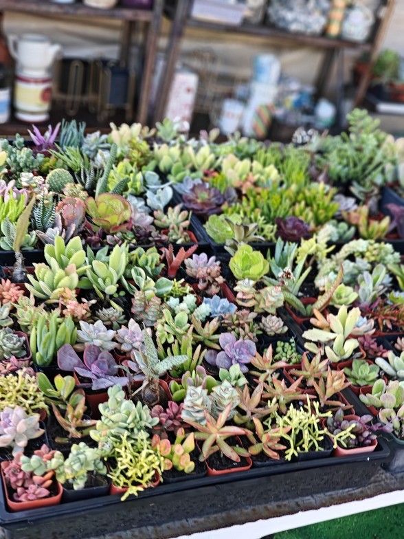 Succulents In 2" Black Pots