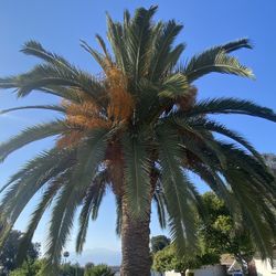 Canary Island Date Palm Tree (Phoenix Canariensis)