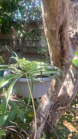 Spider plant in hanging basket