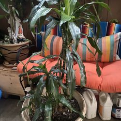 Plant Saludable 