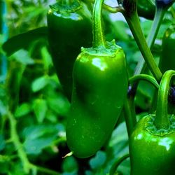 Organic Jalapeno Pepper Plants! 2025 SEASON EARLY RELEASE! Available now!  