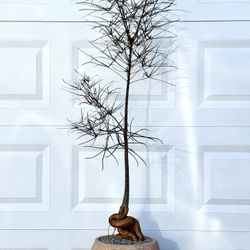 Brachychiton Rupestris/ Bottle Tree (Planter Included)