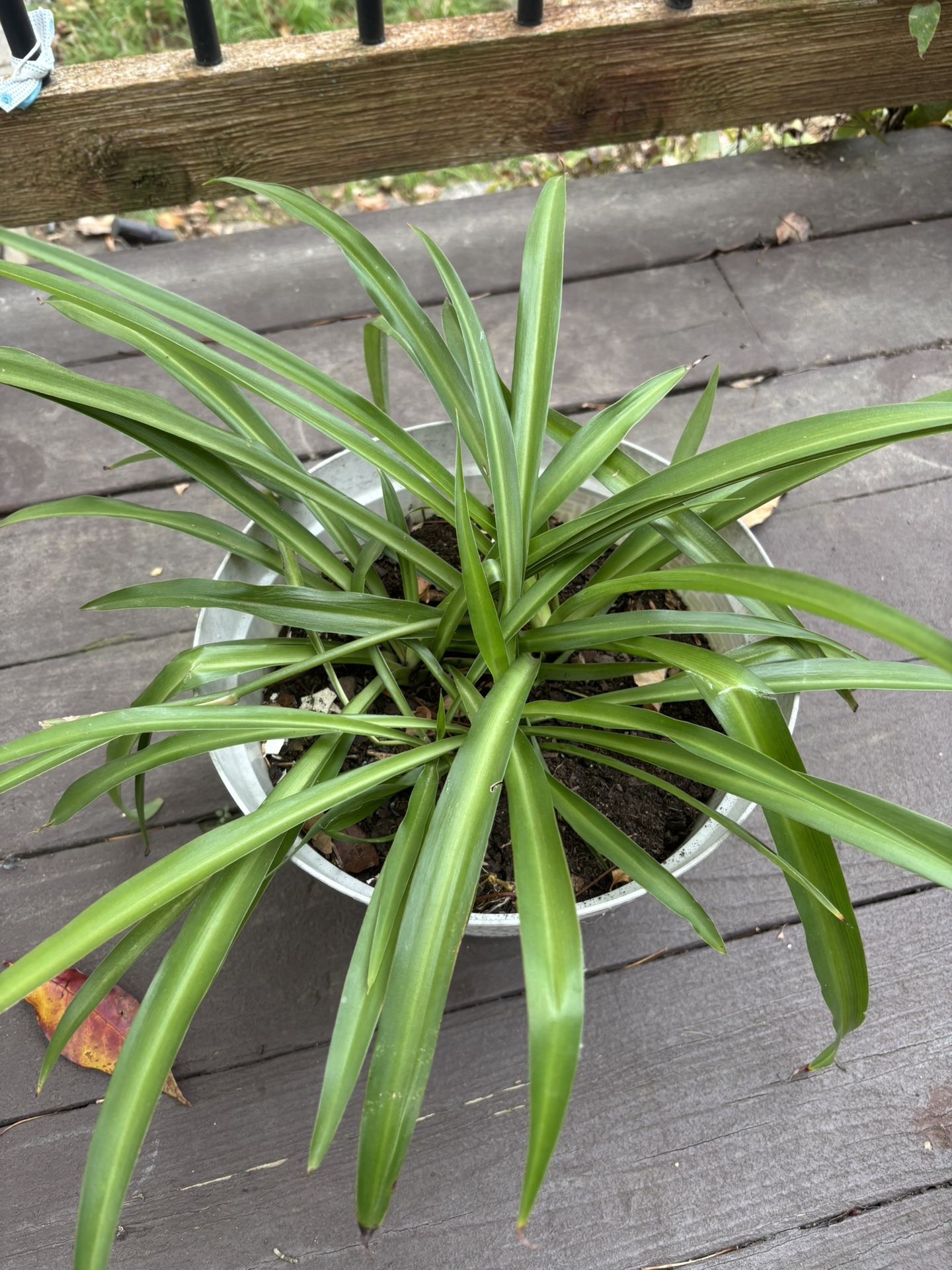 Spider Plants