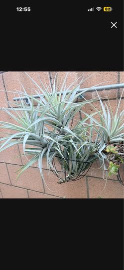 Airplant