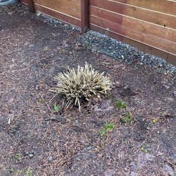 Hydrangeas- 5 Total 4 In Pots 1 Needs Dug Up