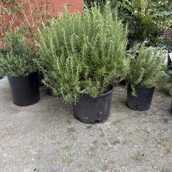 Rosmary Plant (Rismarinus off. ‘Tuscan Blue’ 5gal