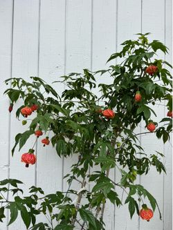 Chinese Lantern Flowers
