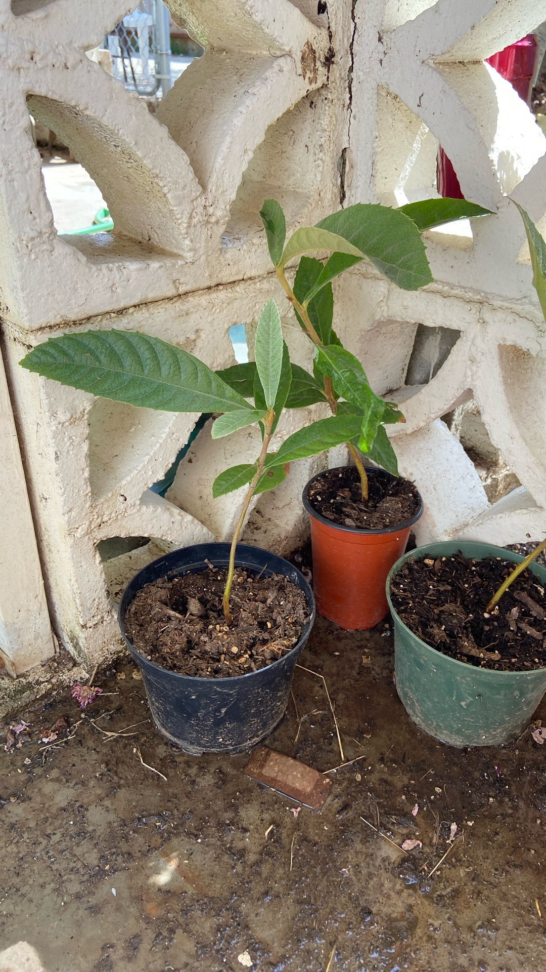 Loquat Tree