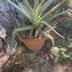 Aloe Vera Plant 🪴 Good For Cuts, Healing Nutrients 